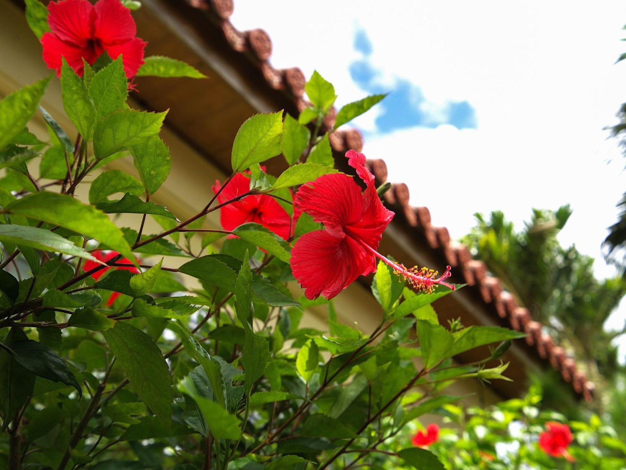 Nagahama Beach Resort Kanon Nakijin Εξωτερικό φωτογραφία